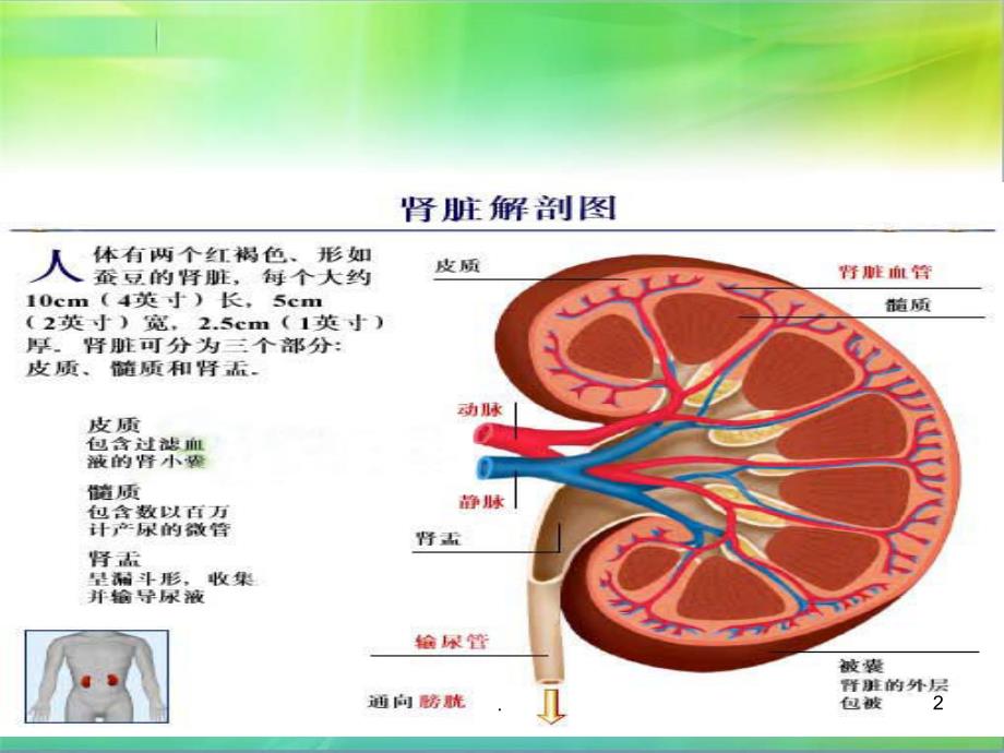 反应蛋白PPT演示课件_第2页