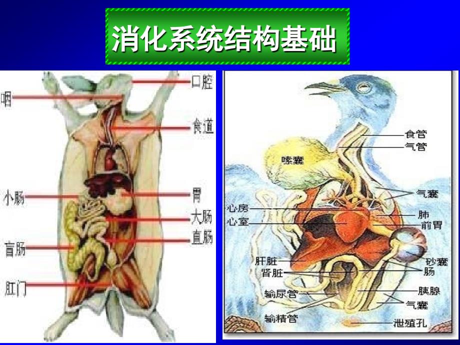 第五篇-消化及吸收_第3页