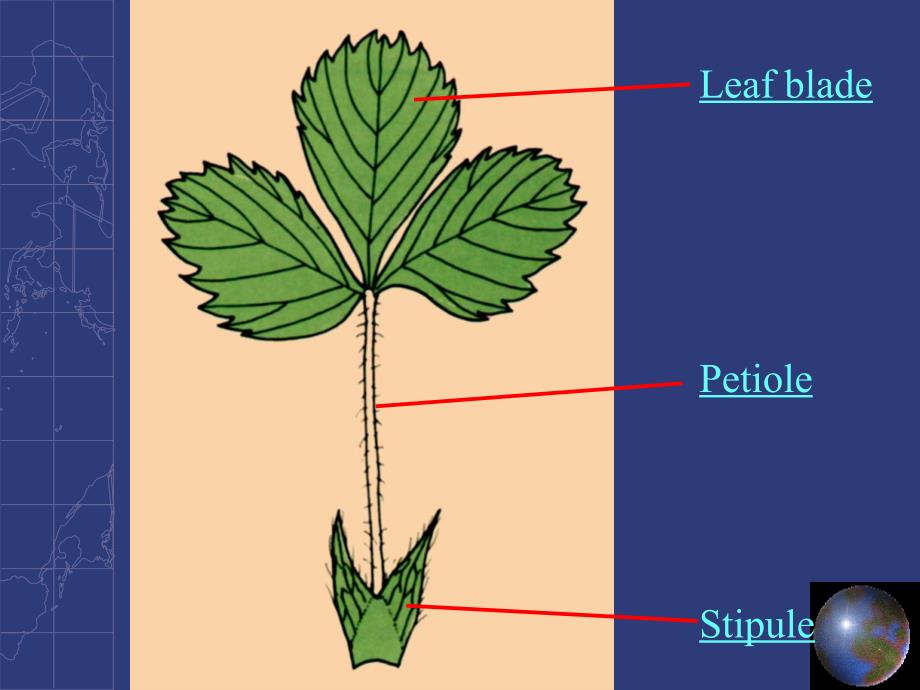 植物的营养器官叶_第4页