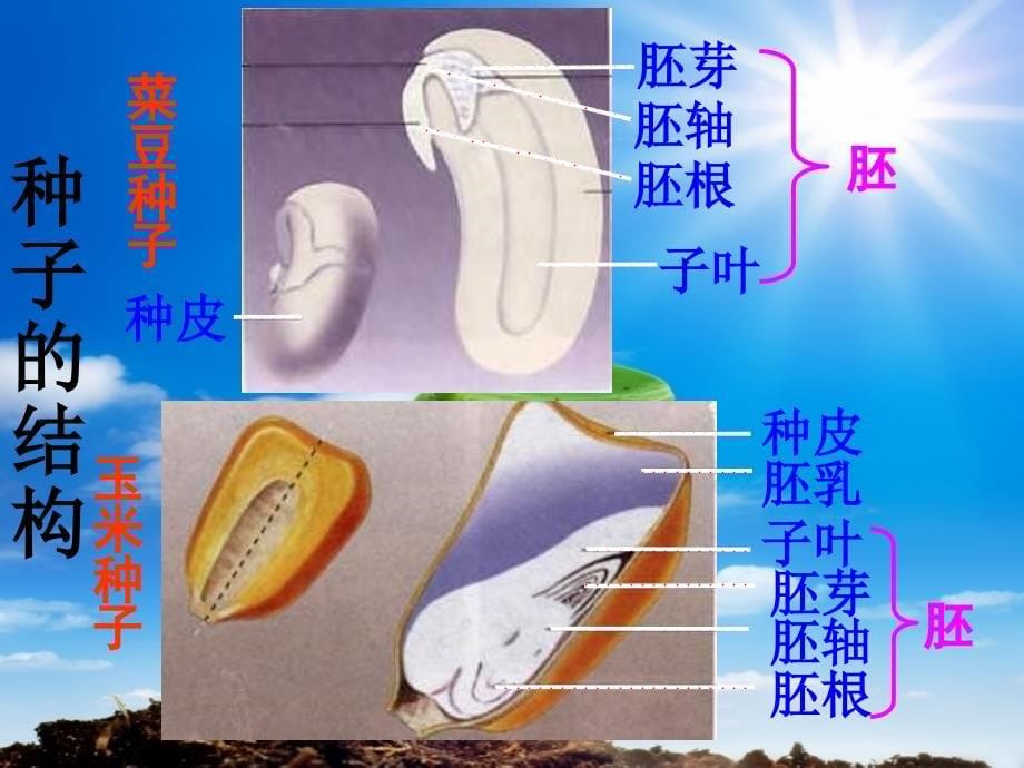 青岛版科学四下种子发芽了PPT课件1_第5页