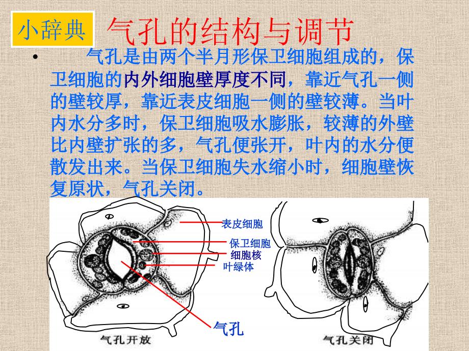 第六章植物的蒸腾作用与植树造林_第4页