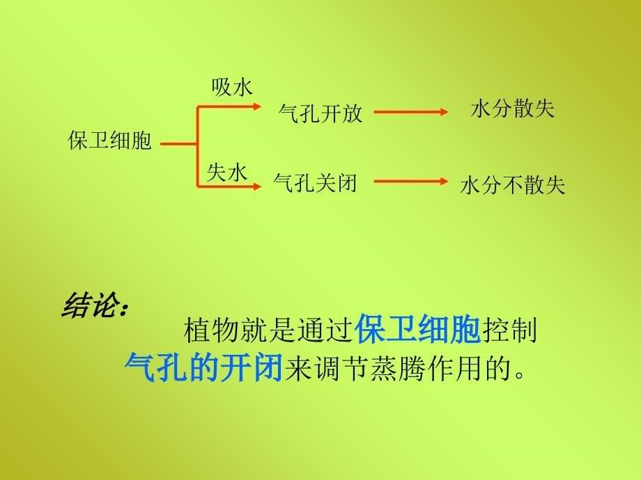 第六章植物的蒸腾作用与植树造林_第5页