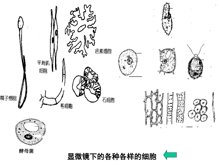 植物和动物细胞亚显微结构模式图_第2页