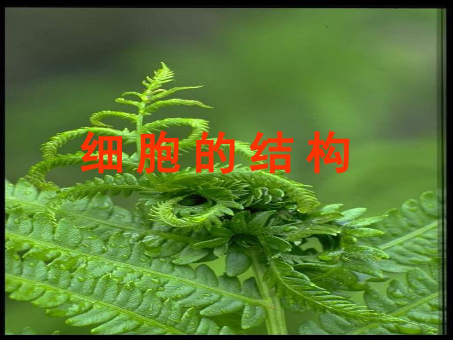 植物和动物细胞亚显微结构模式图_第4页