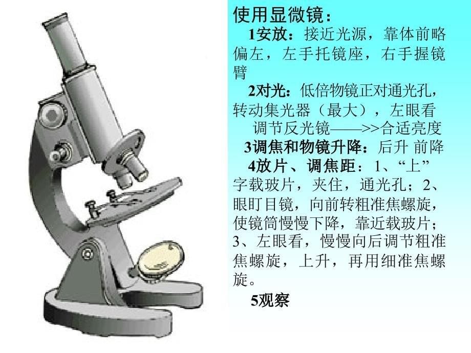 植物和动物细胞亚显微结构模式图_第5页