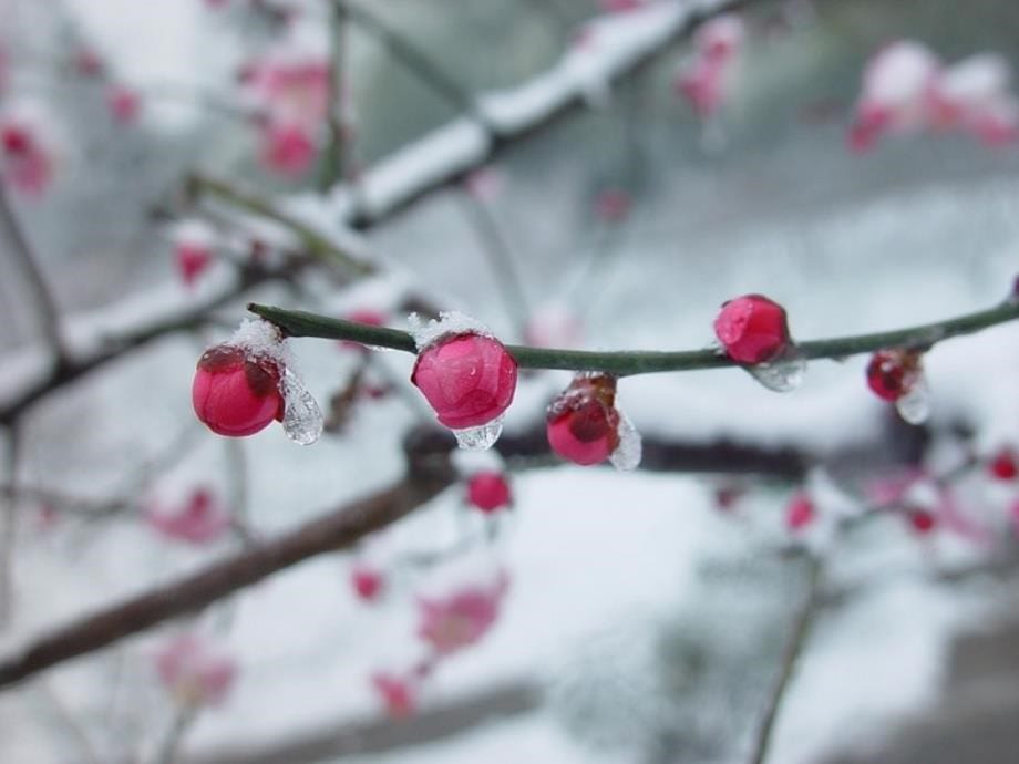 雪花带来冬天的梦_课件_第5页