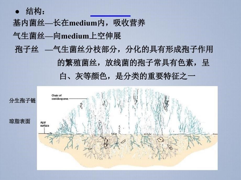 放线菌一种高GC含量革兰氏阳性细菌_第5页