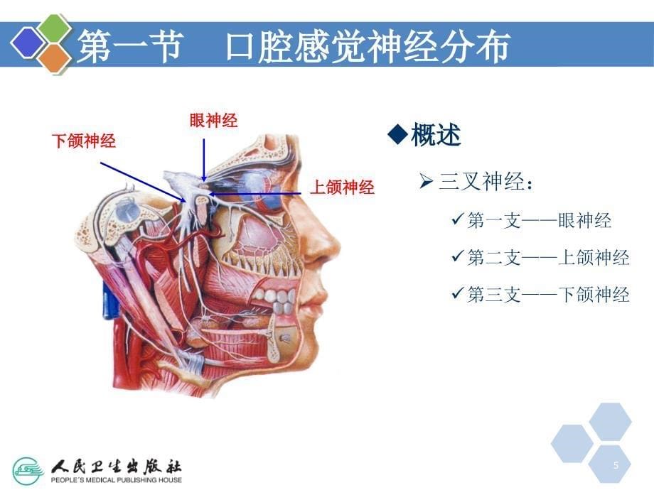 口腔局部麻醉与牙拔除术课件_第5页