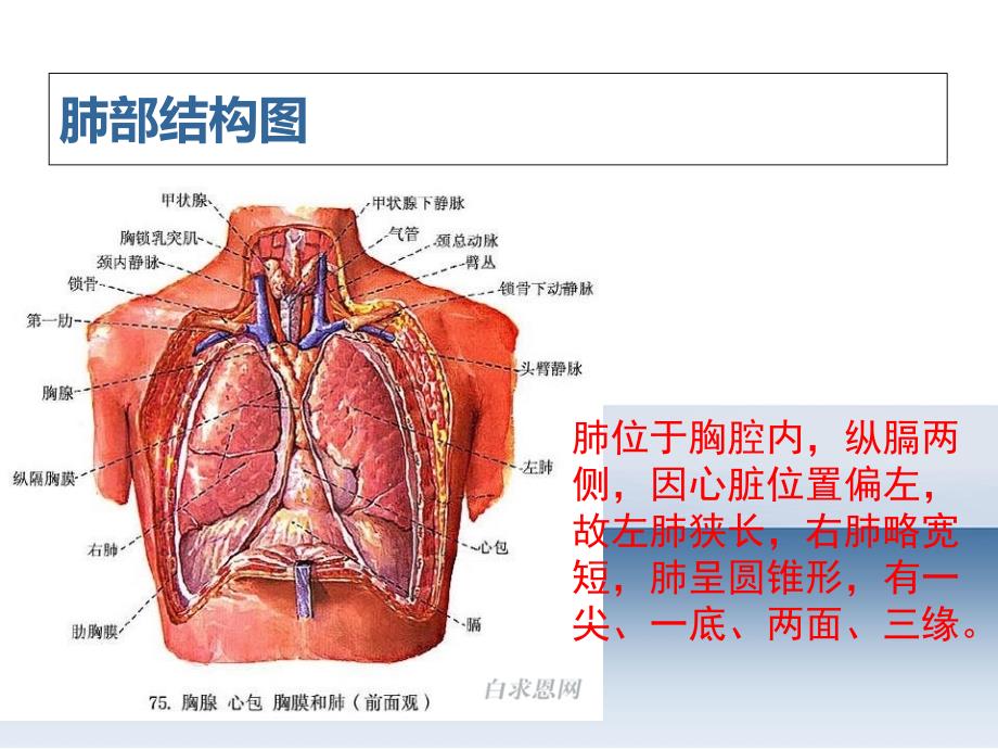 胸腔闭式引流的护理上海市第一人民医院_第2页