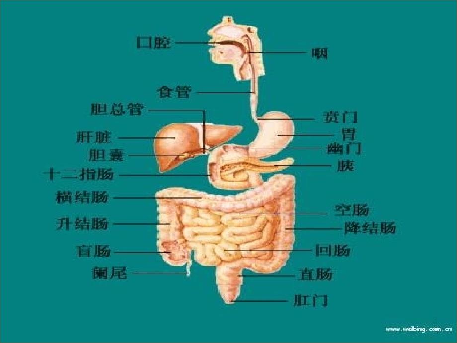 消化系统的特点及卫生保健ppt课件_第3页