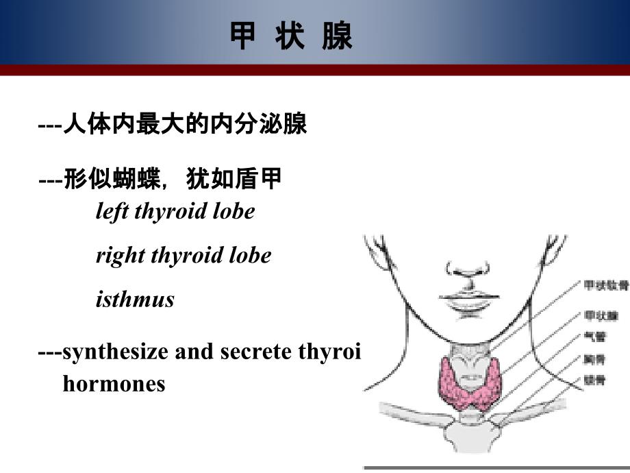 医学--甲状腺激素及抗甲状腺药课件_第2页