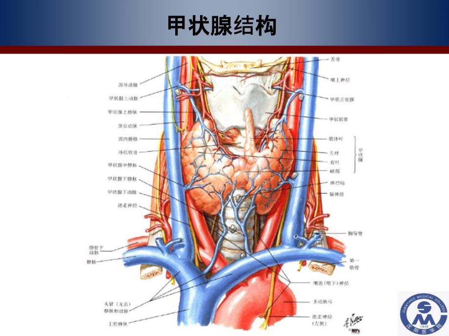 医学--甲状腺激素及抗甲状腺药课件_第3页