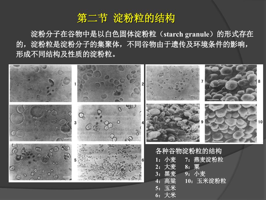 第二章谷物淀粉_第4页