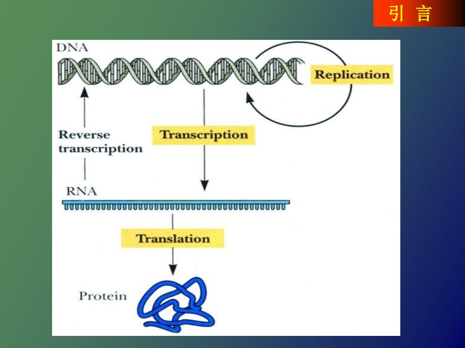 蛋白质生物合成与降解_第2页