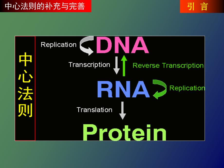 蛋白质生物合成与降解_第3页