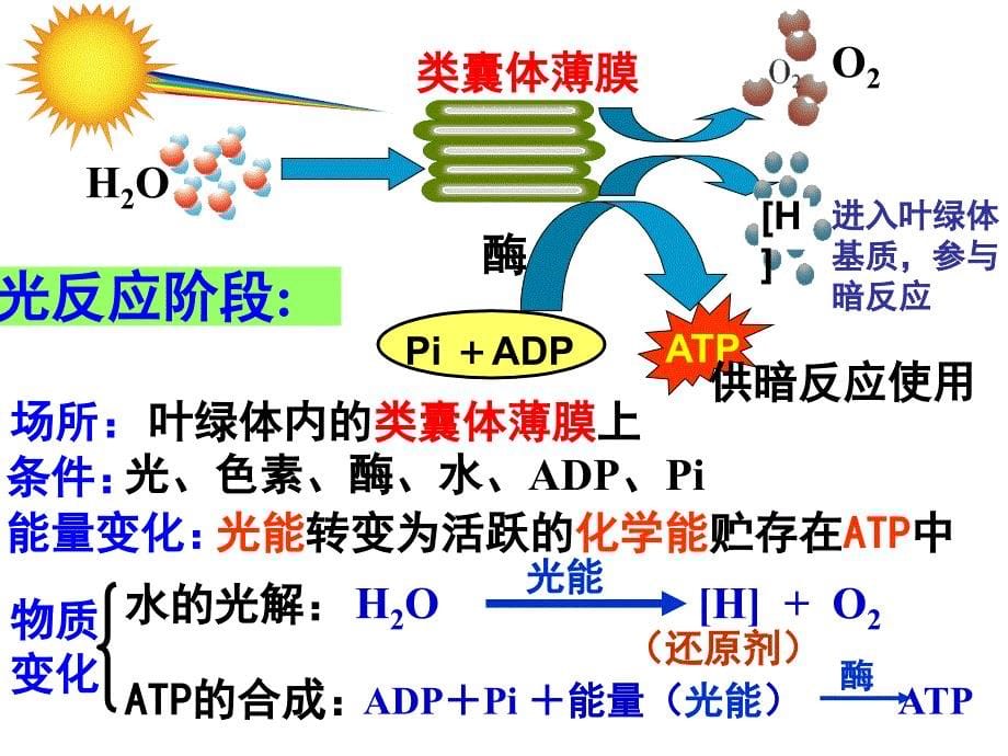 高考一轮复习.光与光合作用-分析课件_第5页