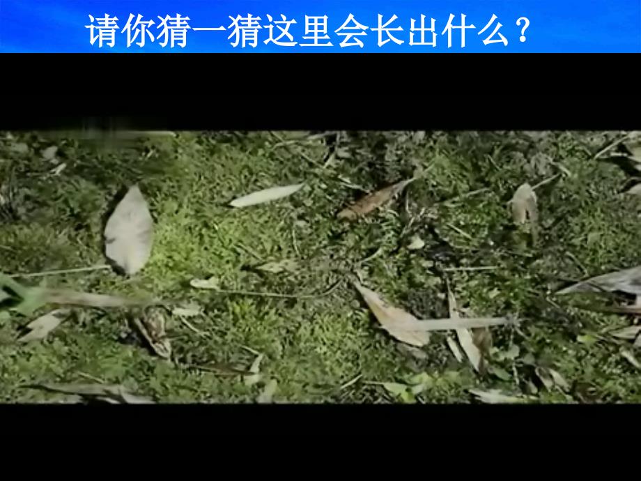 动物植物和我们教案课件_第4页