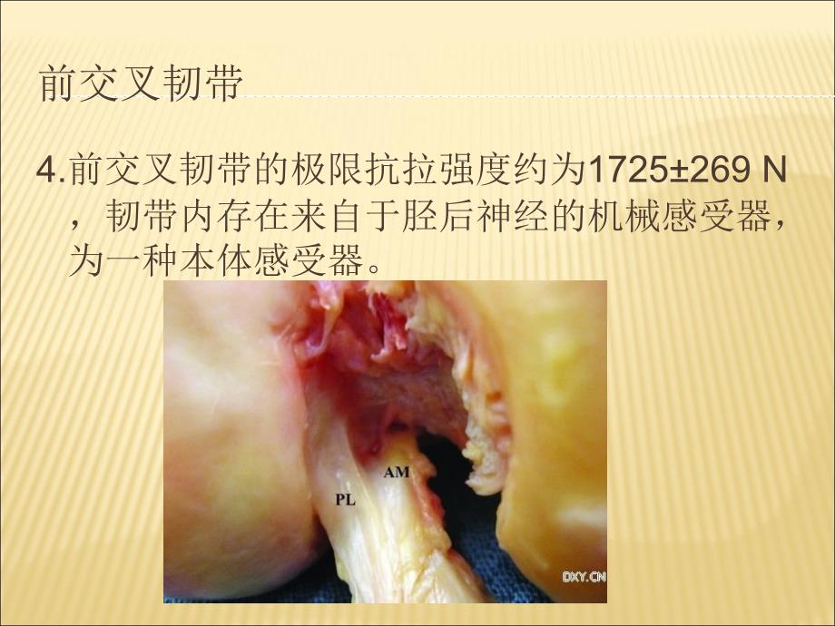 膝关节前交叉韧带的解剖.ppt_第4页