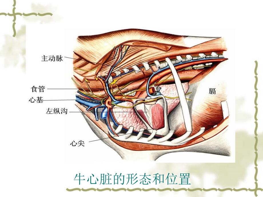 《心血管系统》PPT课件_第3页