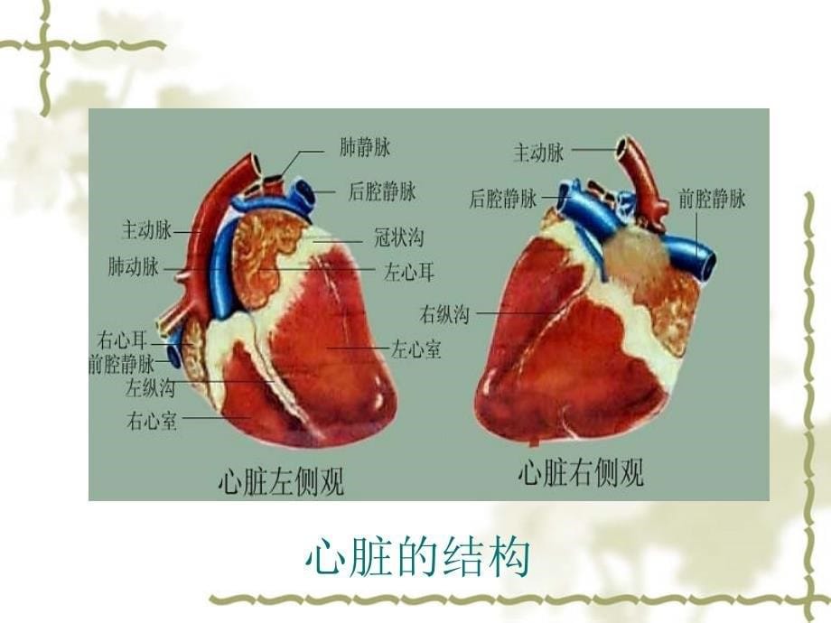 《心血管系统》PPT课件_第5页