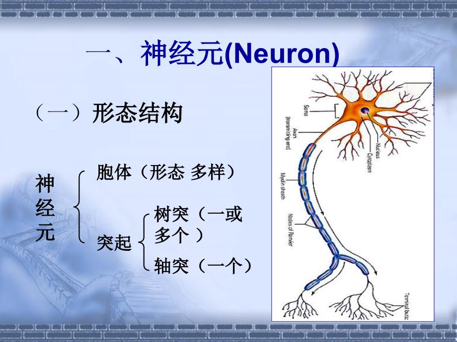 第八章神经组织_第4页