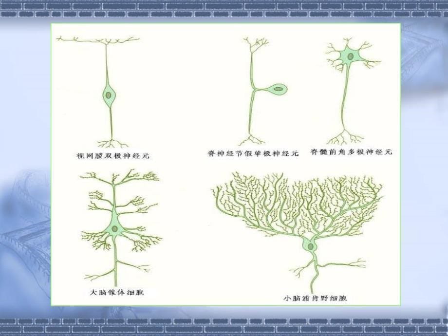 第八章神经组织_第5页