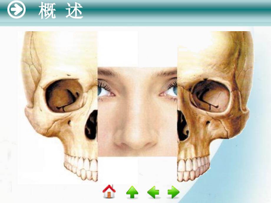 鼻解剖学及生理学PPT课件_第3页