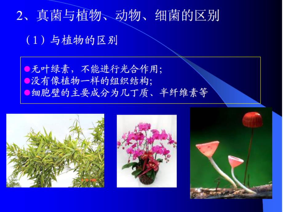 真菌分类1【PPT】_第2页