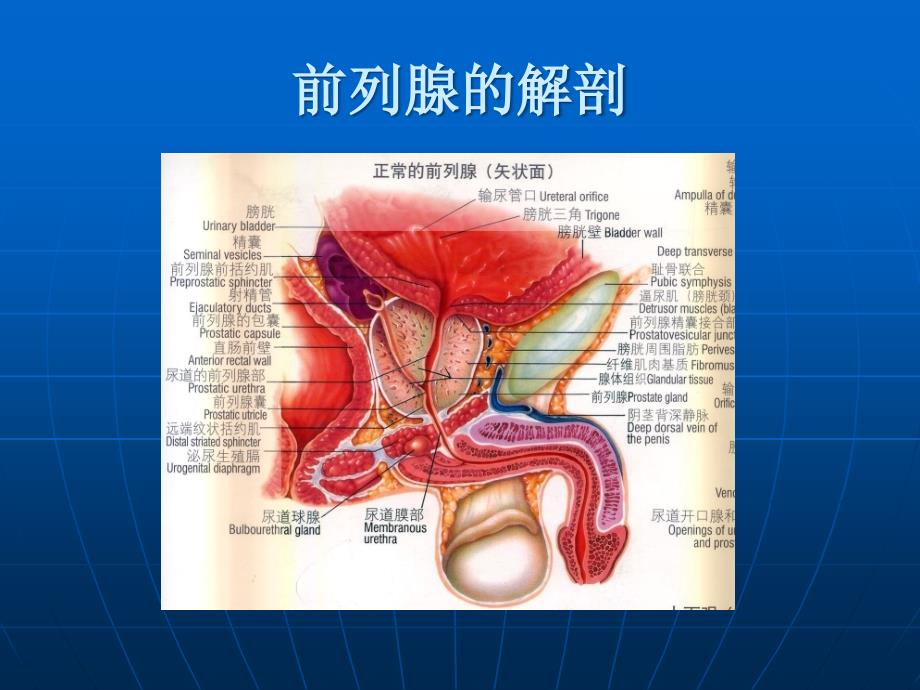 前腺癌的治疗_第3页