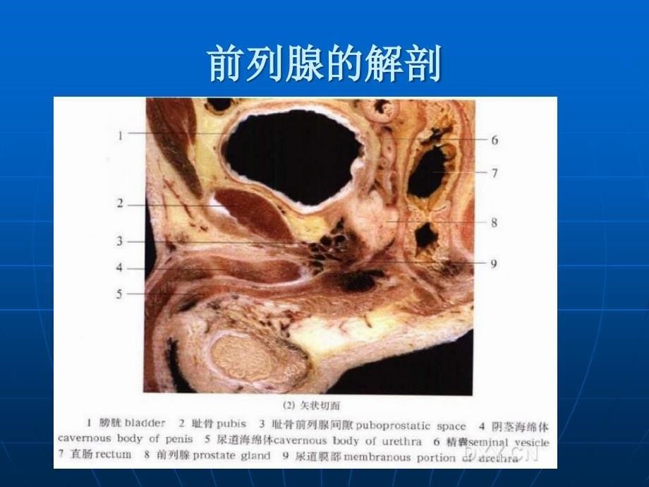 前腺癌的治疗_第5页