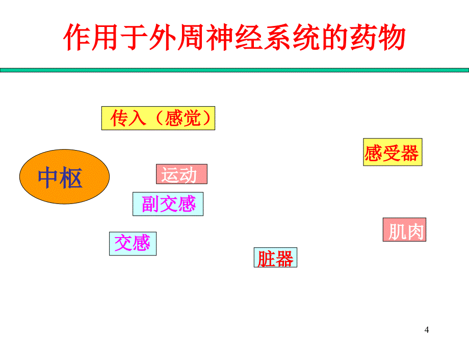 作用于外周神经系统的药物_第4页