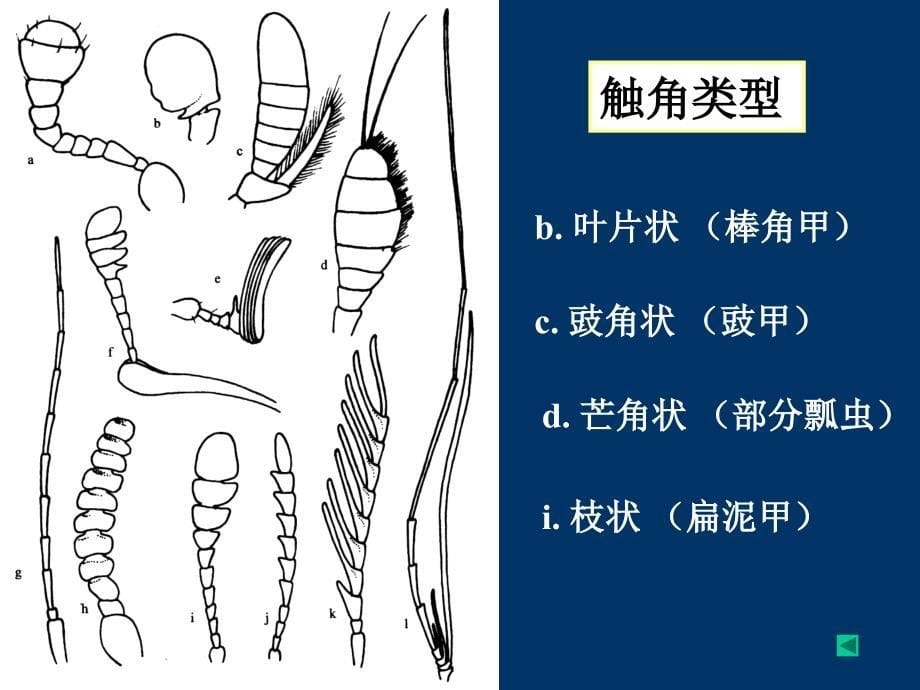 《昆虫分类学》PPT课件.ppt_第5页