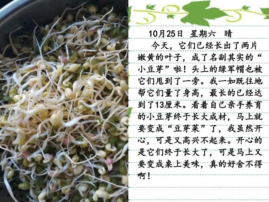 观察日记--泡豆豆_第5页