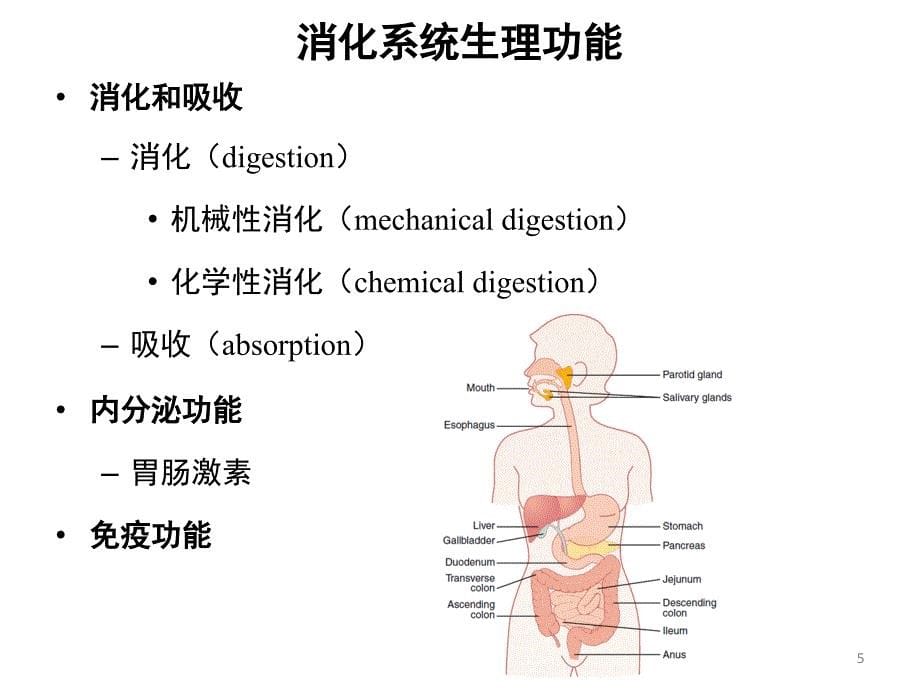 生理学消化和吸收人卫第八版临床本科ppt课件_第5页