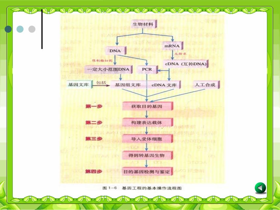 基因工程的操作程序pt_第3页