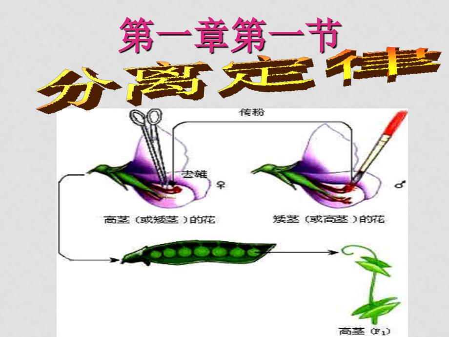 高中生物第一章 第一节 分离定律课件必修二_第3页