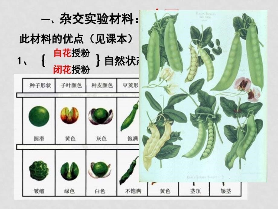 高中生物第一章 第一节 分离定律课件必修二_第5页