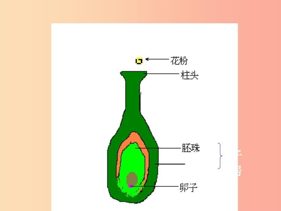 吉林省通化市八年级生物下册 7.1.1植物的生殖课件 新人教版.ppt_第5页