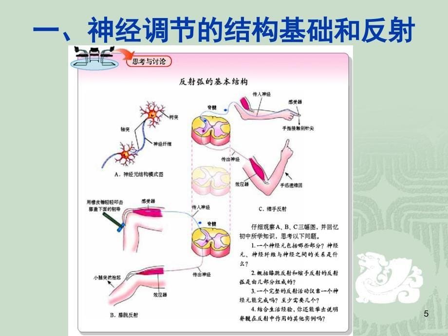 大赛获奖通过神经系统的调节课堂PPT_第5页