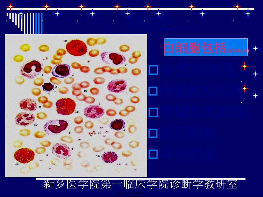 第二讲白细胞检查课件_第3页