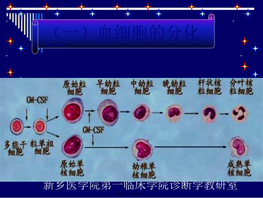 第二讲白细胞检查课件_第4页