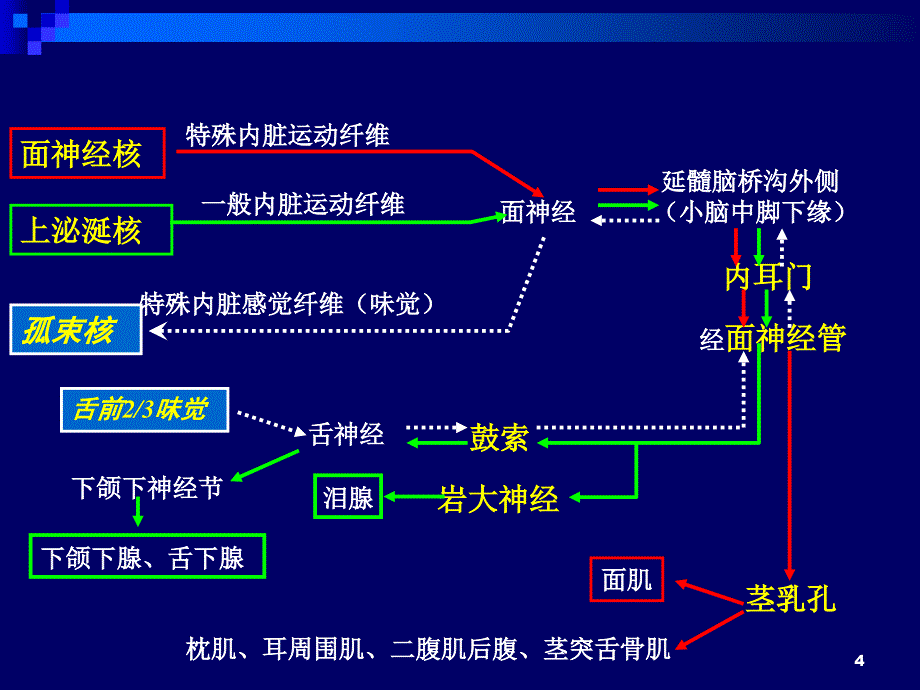 面神经第五章颅神经的定位诊断_第4页