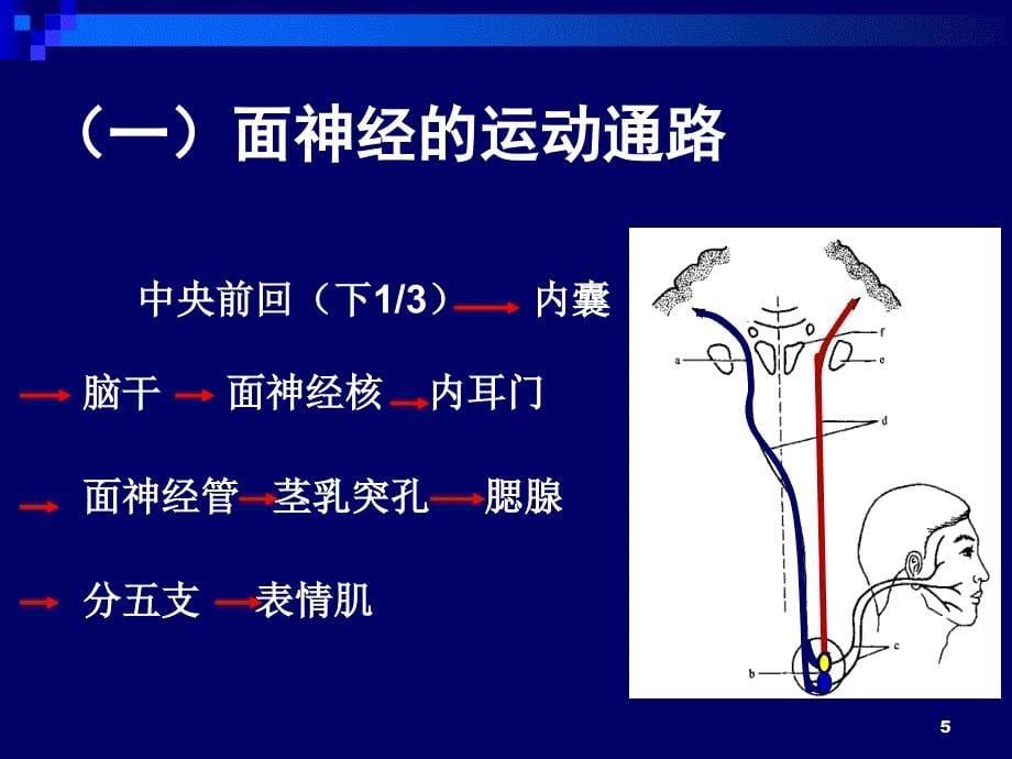 面神经第五章颅神经的定位诊断_第5页