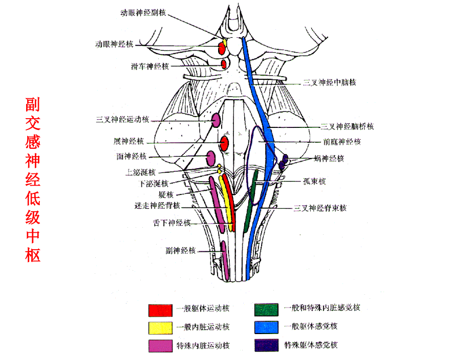 系统解剖实验课件：18-内脏N、脑脊被膜和血管、脑脊液、内分泌_第4页