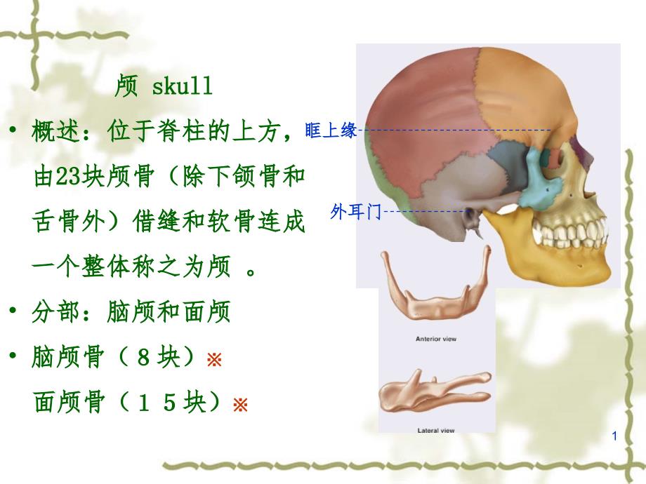 颅骨形态结构.ppt_第1页