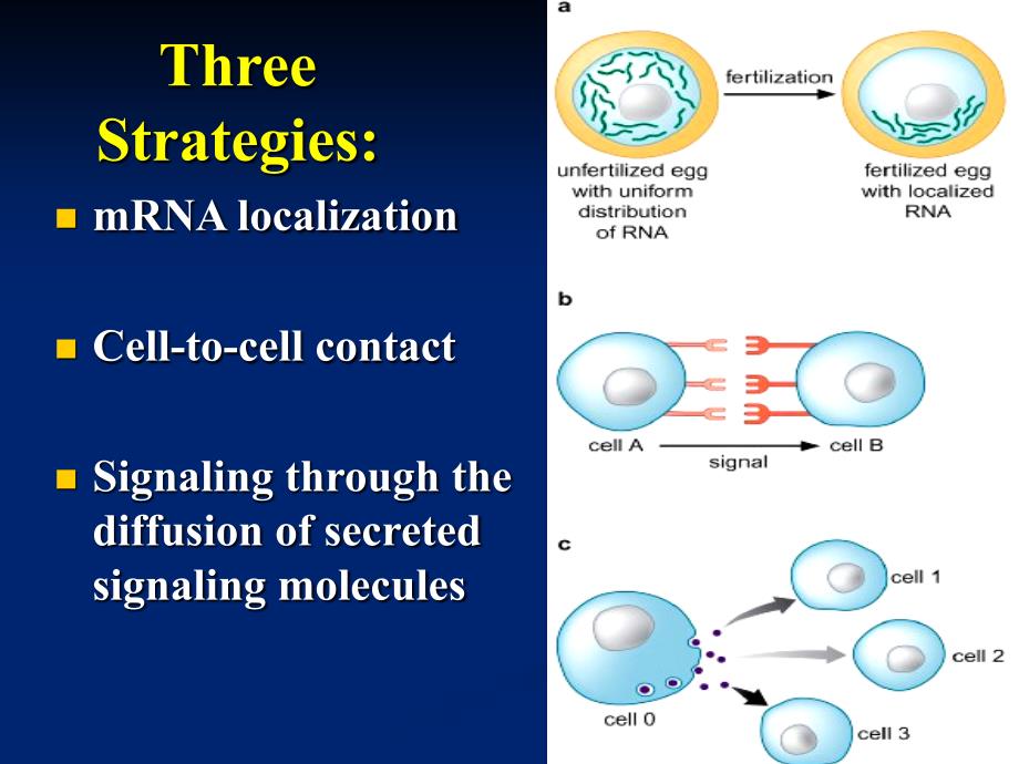 分子生物学课件：ch18 Gene Regulation during Development_第3页