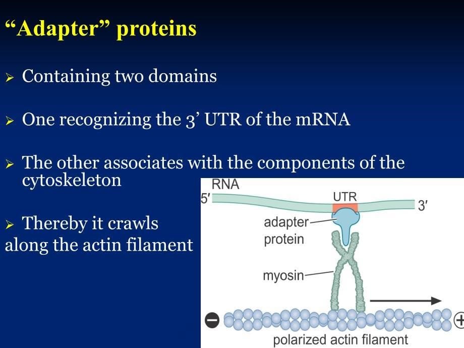 分子生物学课件：ch18 Gene Regulation during Development_第5页