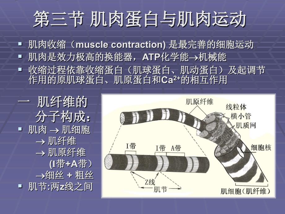 生物体内蛋白质课件_第1页