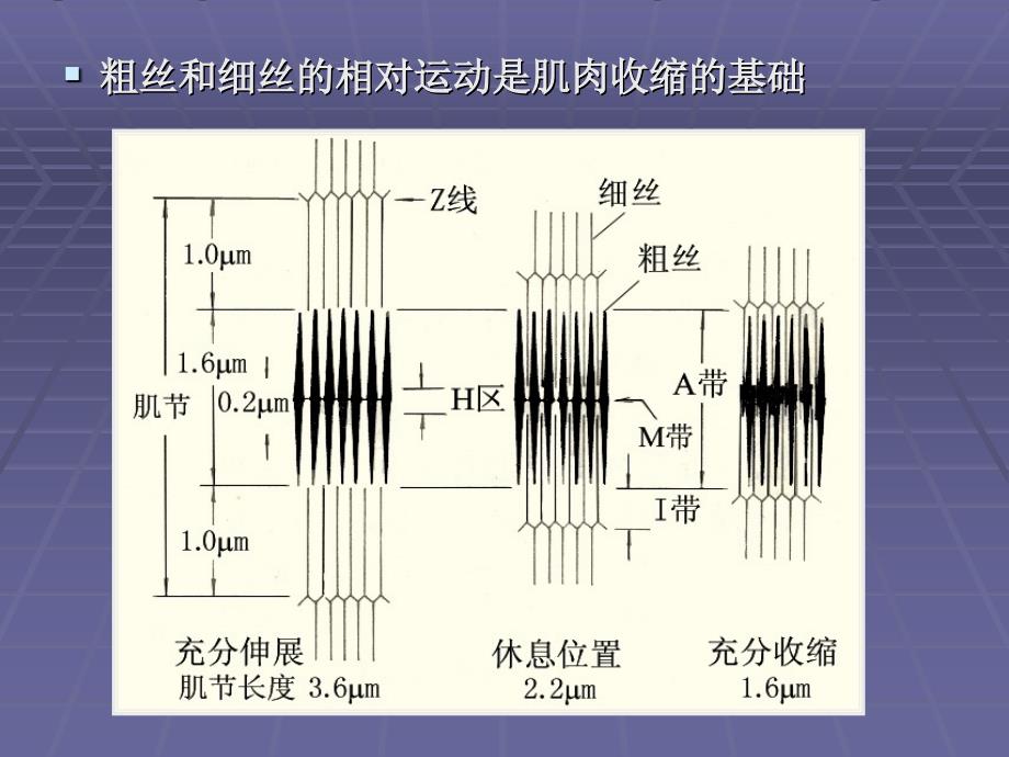 生物体内蛋白质课件_第2页