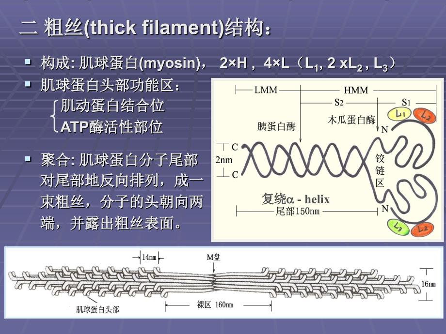 生物体内蛋白质课件_第3页